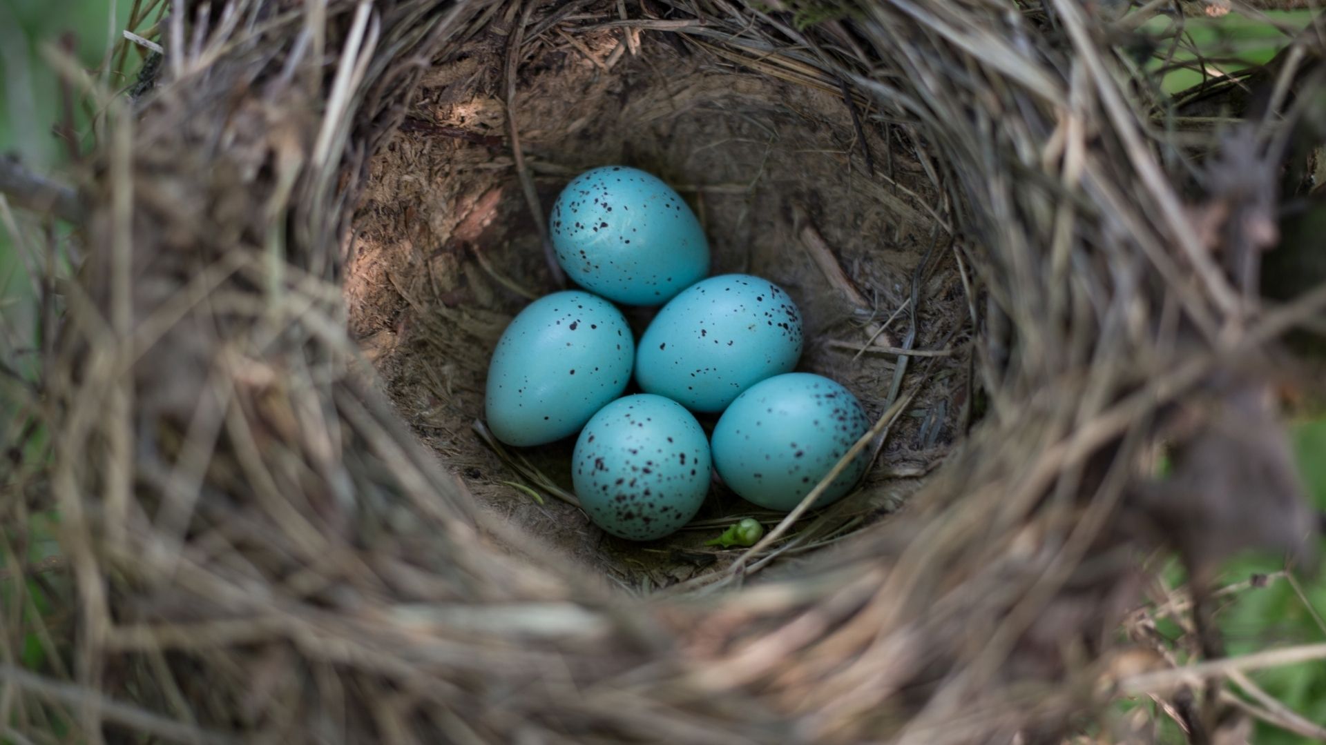 Decorative Image of a bird's nest with blue eggs inside.