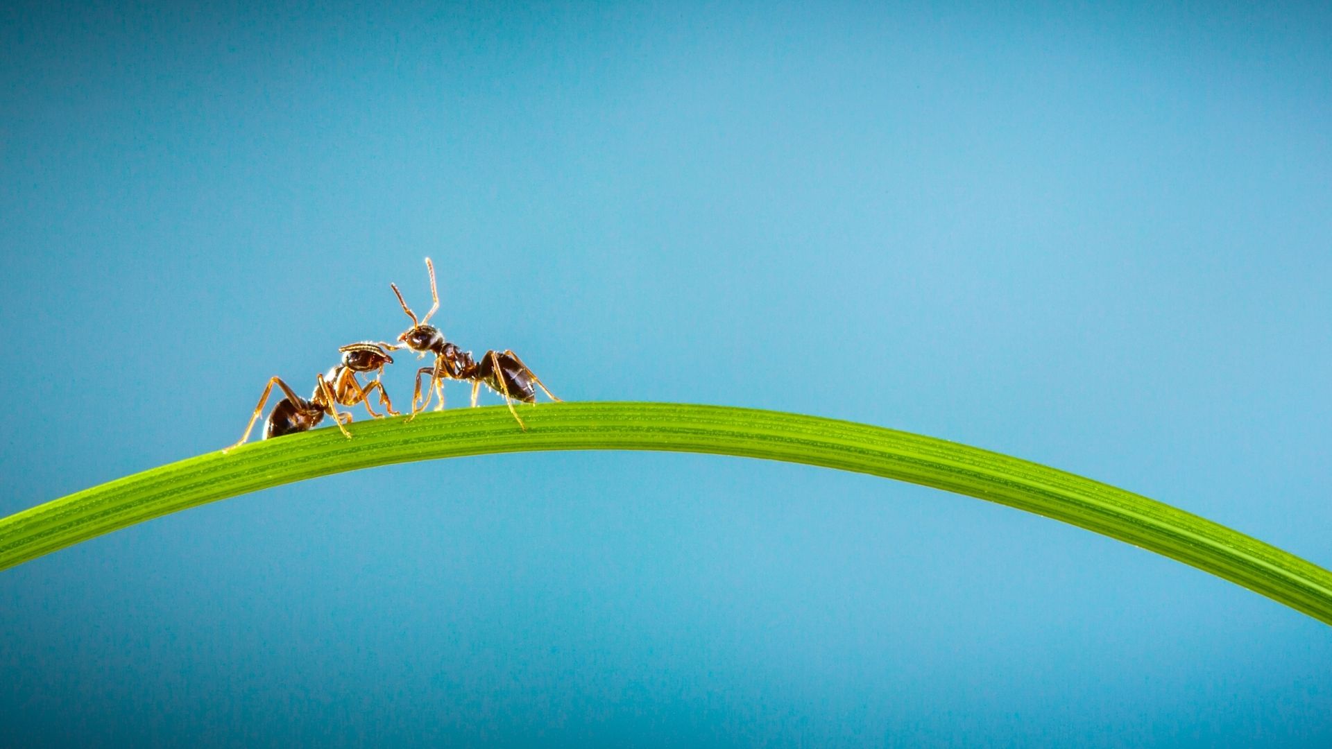 Decorative image with two ants on a grass leaf.