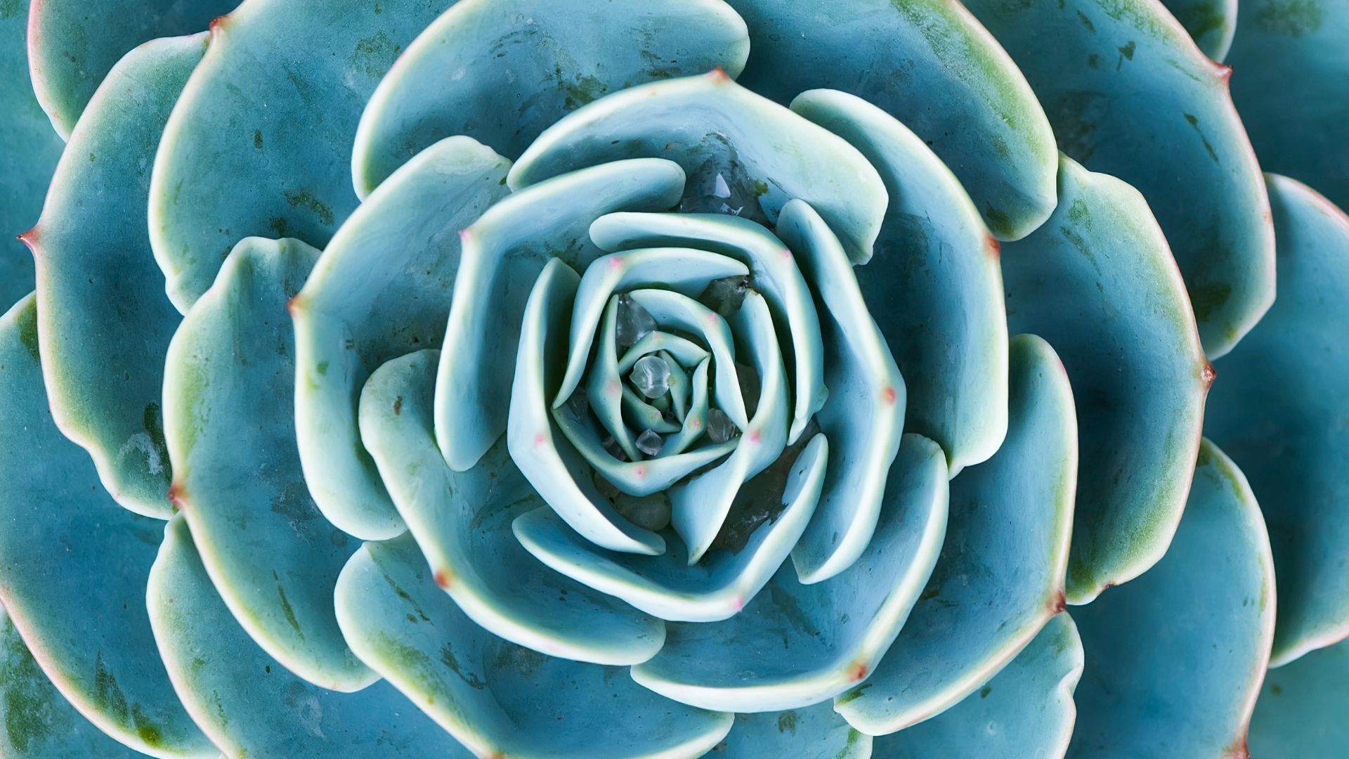 Decorative image with succulent